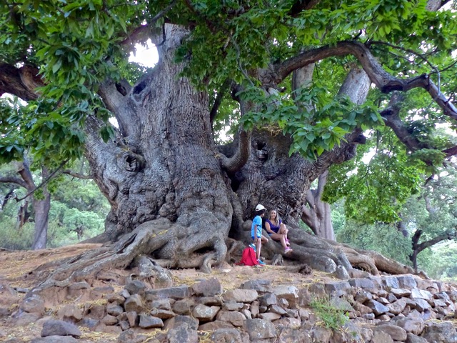 Andalucia's old giant, el Castaño Santo. Photo © Karethe Linaae